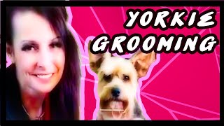 Yorkshire Terrier Grooming: Yorky in a Schnauzer Style Trim Walkthrough (Step-by-Step)