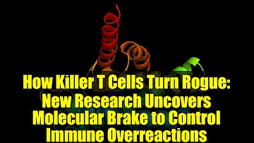 How Killer T Cells Turn Rogue: New Research Uncovers Molecular Brake to Control Immune Overreactions