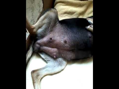 Video: I cuccioli scalciano nell'utero?