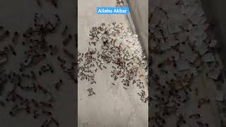 Allah u Akbar /Amazing scene /tiny creature loves sugar #youtube #viral #shorts