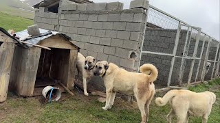 Öyle Bi̇r Şey Yaptim Ki̇ Ki̇mi̇leri̇ni̇z Bana Kizacak Ki̇mi̇leri̇ni̇z Buna Çok Sevi̇necek