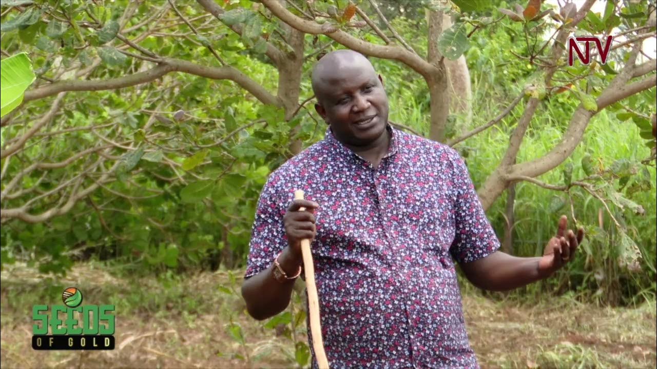 Unlocking Uganda's cashew nut potential for prosperity SEEDS OF GOLD