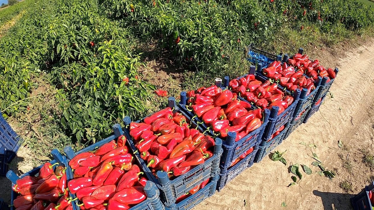 Salçalık ( KAPYA ) Biber Topluyorum - Nasıl Oluyor ? [ GoPro ]