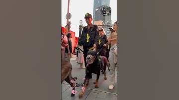 Mấy bé cảnh khuyển dễ thương ngầu lắm luôn #respect #dog #congannhandan #canhsatcodong #short