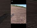 Targeting pigs from helicopter 🚁 #hunting #wildlife #wildernessseason