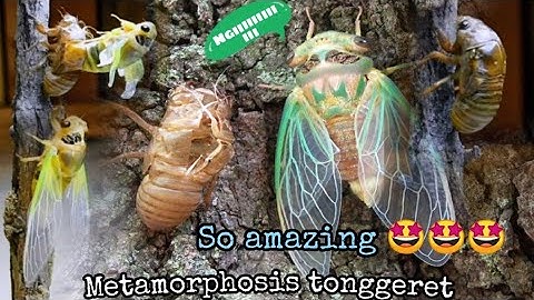 Metamorfosis tonggeret|WOW🤩Lihat Perubahannya|Ternyata seperti ini