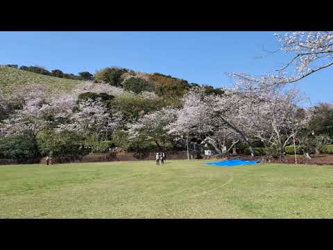 Fukue, Goto, Nagasaki (長崎県五島福江島) - Sakura Cherry Blossoms (桜) at Mitake Enchi (箕岳園地)