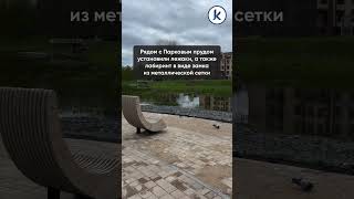 В Черняховске завершают благоустройство пространства вокруг Замкового и Паркового прудов