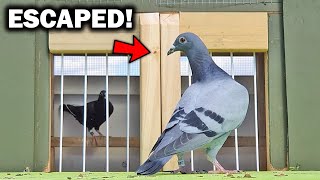 PIGEON ESCAPES NEW LOFT!