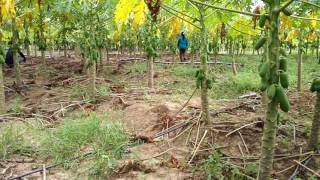 Khmer papaya farm - ចំការល្ហុងខ្មែរ, How to Grow Papaya - របៀបដាំល្លុង screenshot 5