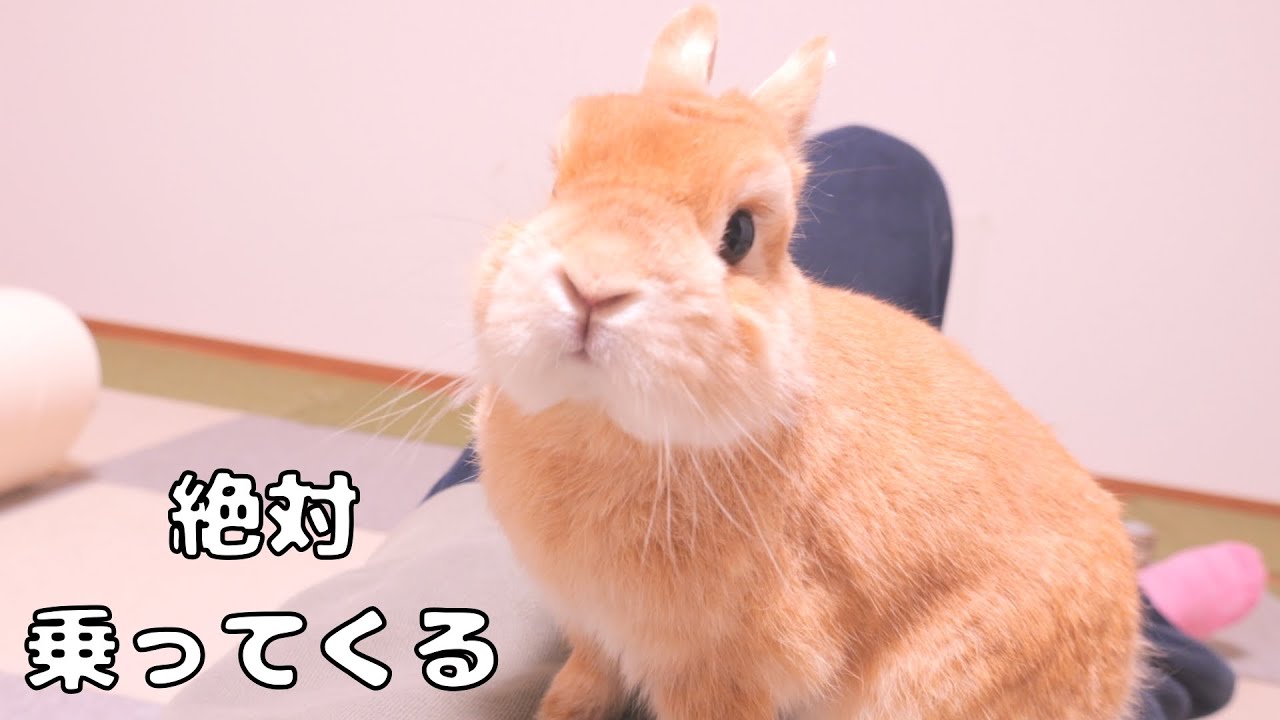 寝ようとすると必ずお腹に乗ってきて自分の要求を伝えてくるウサギ【No.1834】