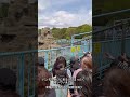 パンチを見に来る人は、相変わらず多いです。Punch君依然人氣不減 #punch #市川市動植物園