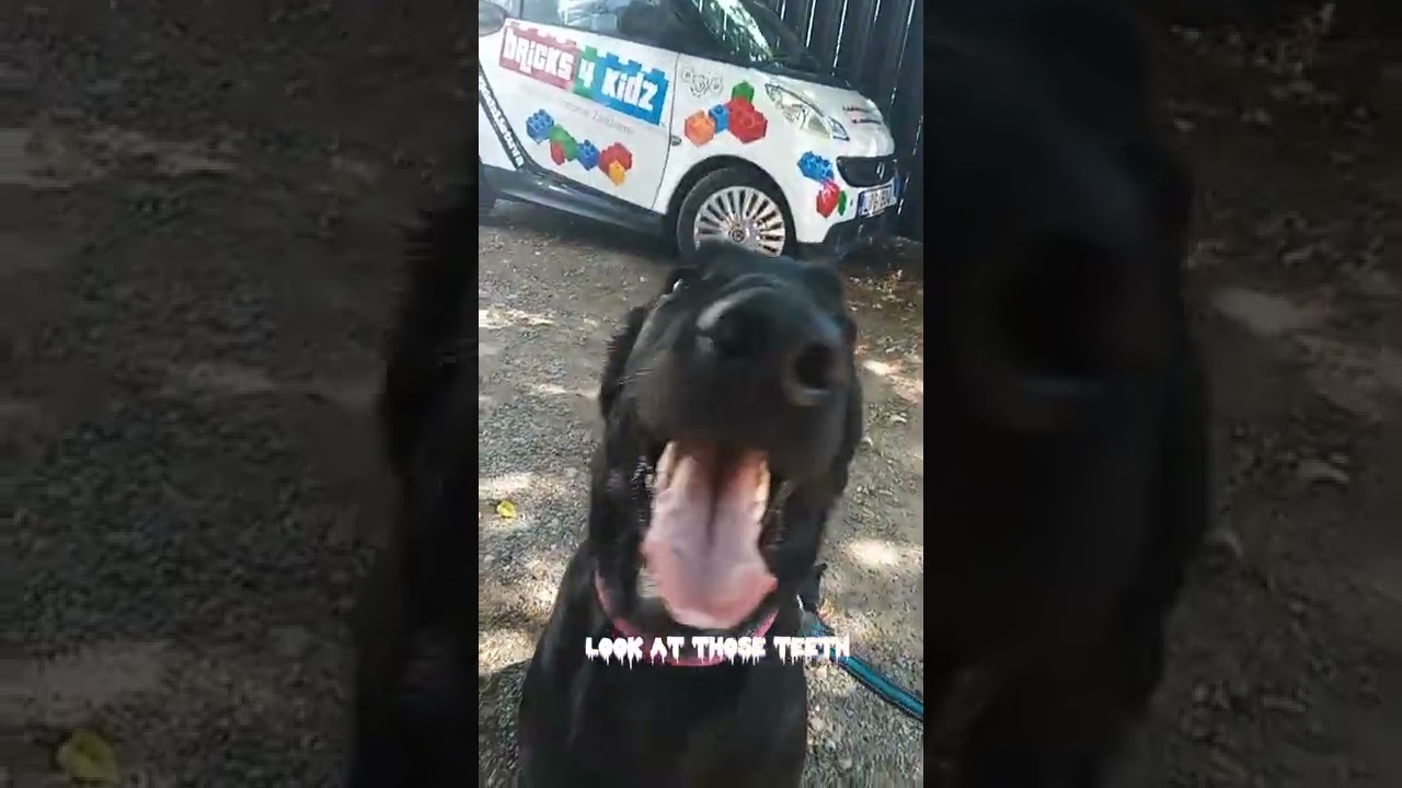 Corrupted with a cute dog