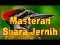 Masteran Jernih Suara Burung Pelatuk Bawang Cepat Masuk Mp3 - Mp4 Download