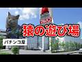 【猿をカモにする】弱者ビジネス究極形態だった話【パチンコ】