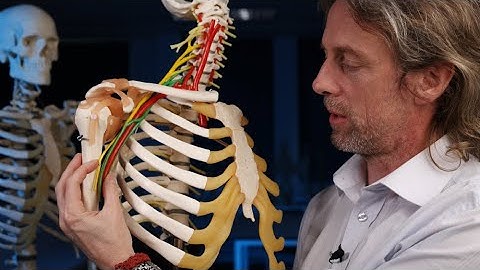 Anatomie van de plexus brachialis