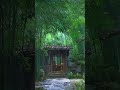 Soft Rain Sounds Thunder #relaxation #rain #rainoundforsleep #natureasmr #sleepsounds #relax