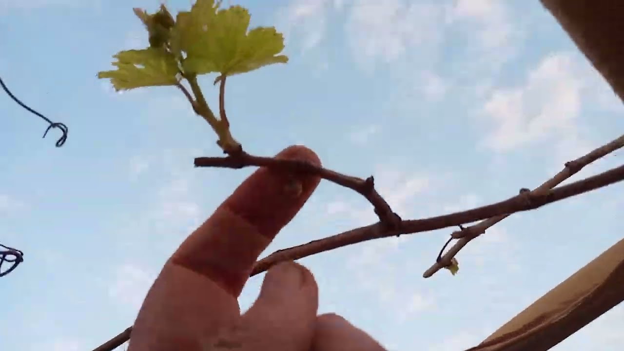 روتين يوم رمضان  قبل المغرب مع الزرع