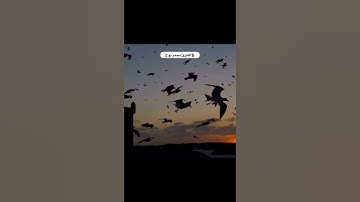 Surah Al-Jathiya | Ayah 36-37 | القارئ محمد نوح | Muhammed Nooh | سورة الجاثية |