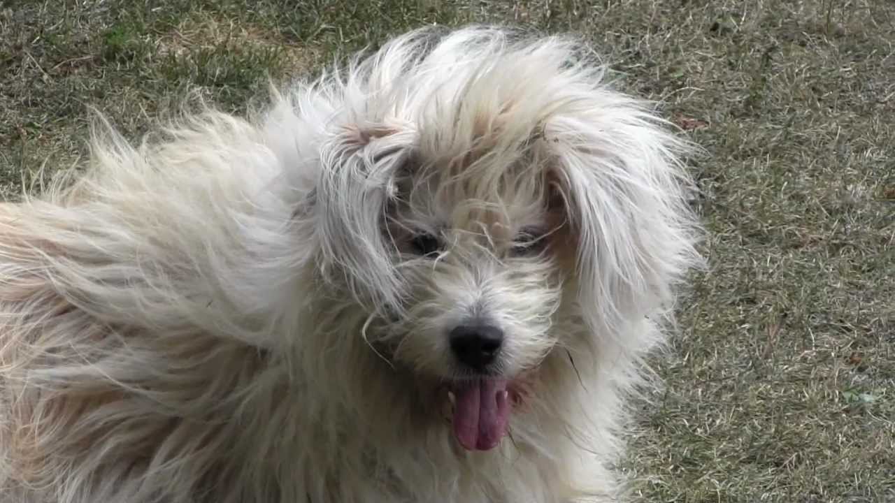 Cane Peloso Che Si Rotola Lol Youtube