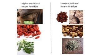 CARTA: The Evolution of Human Nutrition -- Mary C. Stiner: Archaic Human Diets