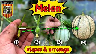La culture du melon, l'arrosage et les differents stades🍈