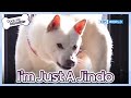 What&#39;s Wrong? I’m Just A Jindo [Dogs are incredible : EP.198-3] | KBS WORLD TV 231219