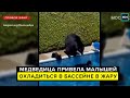 В Канаде медведица привела малышей охладиться в бассейне в жару - Москва 24