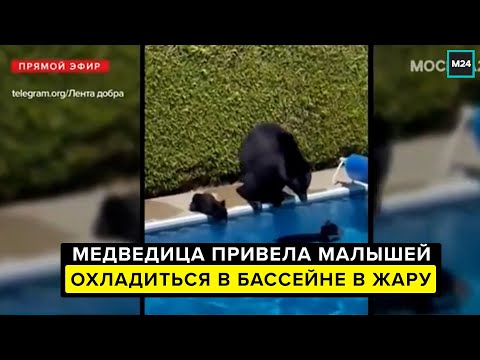 В Канаде медведица привела малышей охладиться в бассейне в жару - Москва 24