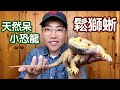 【昆蟲擾西上課了！】鬆獅蜥！溫和呆萌  可以像狗狗貓咪一樣陪伴主人  最受歡迎的寵物蜥蜴