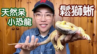 【昆蟲擾西上課了】鬆獅蜥溫和呆萌  可以像狗狗貓咪一樣陪伴主人  最受歡迎的寵物蜥蜴