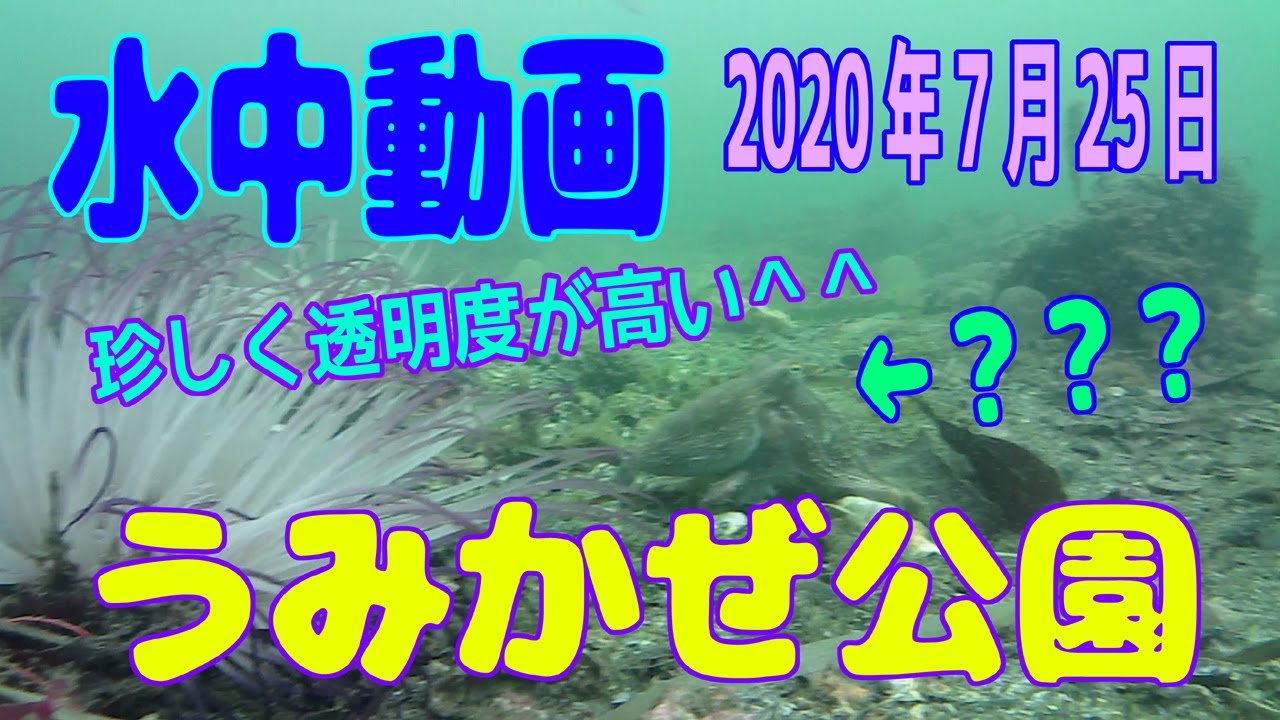 水中動画（2020年7月25日）in うみかぜ公園前護岸