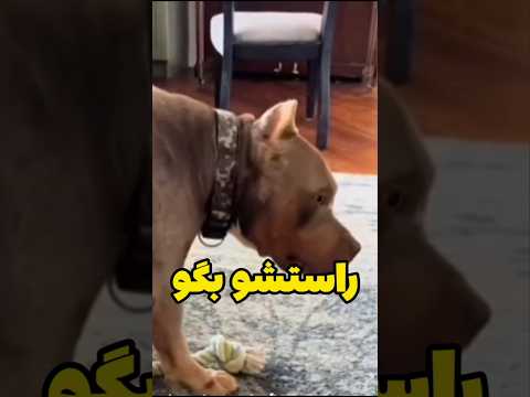 این سگ ها خیلی خنده دارن صداگذاری حیوانات سگ حیوانات دوبله طنز  