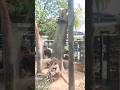 logging #shortvideo #treecutting #chainsaw