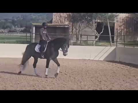 "Albero Sinia " Grey Stallion All Rounder