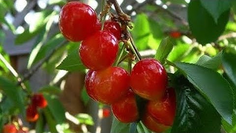 Cherry tree |class6th| cherry tree explain in hindi| cherry tree|. part 4th. .....