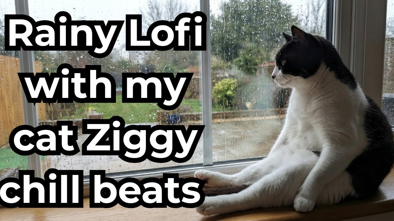 Rainy Lo-Fi ~ Cat Sleeping on My Lap While It Rains | Chill Beats to Relax or Study 2025