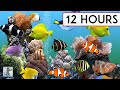 CORAL REEF AQUARIUM COLLECTION • 12 HOURS • BEST RELAX MUSIC • SLEEP MUSIC