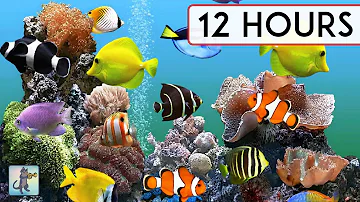 CORAL REEF AQUARIUM COLLECTION • 12 HOURS • BEST RELAX MUSIC • SLEEP MUSIC