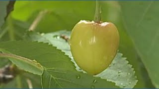 USDA declares disaster after late April freeze kills produce