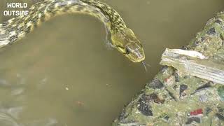 Checkered Keelback Snake