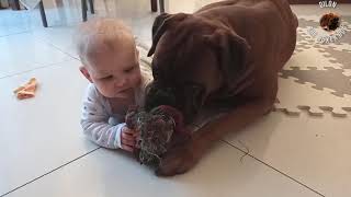 Cute boxer dog and human baby sister