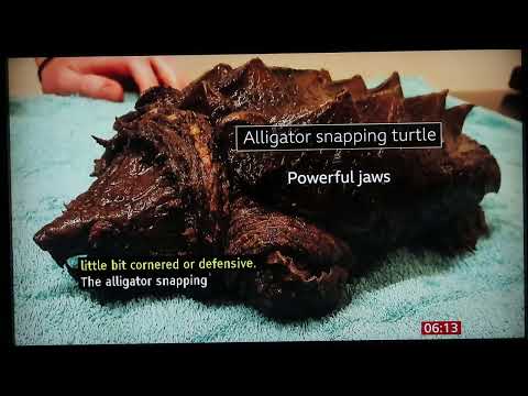 Alligator Snapping Turtle in Cumbria England BBC, 10-2-2024