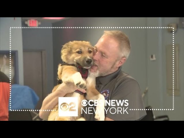 Veterans On Long Island Serve As Surrogate Parents To Puppies