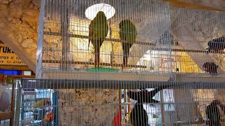 Parrots in Qatar Souq Waqif