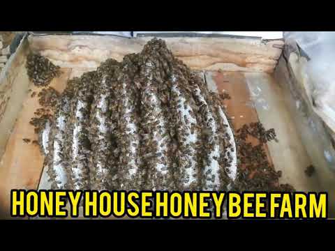 Ang Paglilipat ng Laywan or Apis Cerana sa isang Bee Box 💯🍯🐝🐝