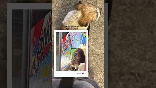 milcaborats renoooacalderon fyp tiktok shorts