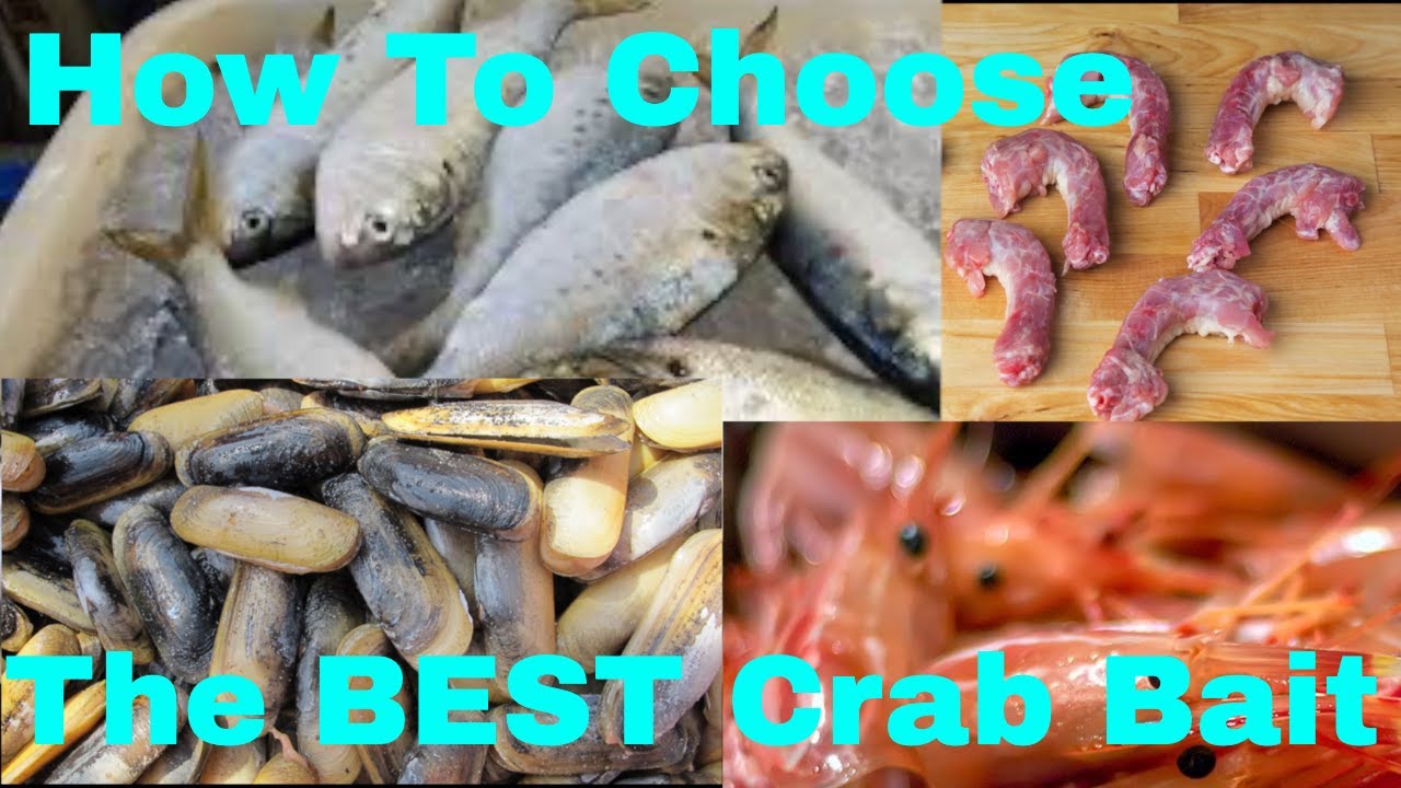 What is The Best Blue Crab Bait? Dock Side Chat With A Bait Expert