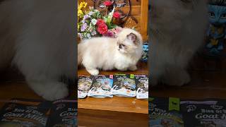 Susu kucing murah tapi isinya mewah #susukucing #susukucingmurah #makanankucing #wetfoodkucing