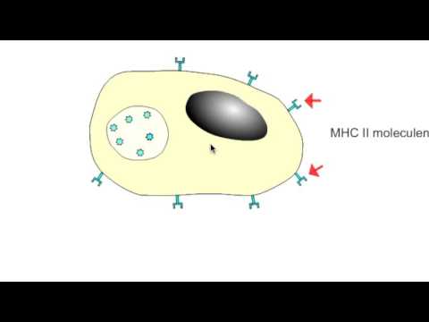 Video: Onrijpe O-glycanen Herkend Door De Macrofaag Glycoreceptor CLEC10A (MGL) Worden Geïnduceerd Door 4-hydroxy-tamoxifen, Oxidatieve Stress En DNA-schade In Borstkankercellen